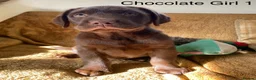 Labrador Retriever dogs for sale: Chunky Labrador Puppies - Advert 6