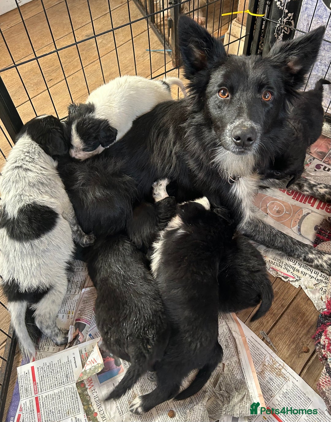 Mixed Breed dogs for sale: GORGEOUS COCKER SPANIEL/BORDER COLLIE PUPS - Advert 1