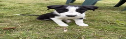 Border Collie dogs for sale: Border Collie puppies  - Advert 12