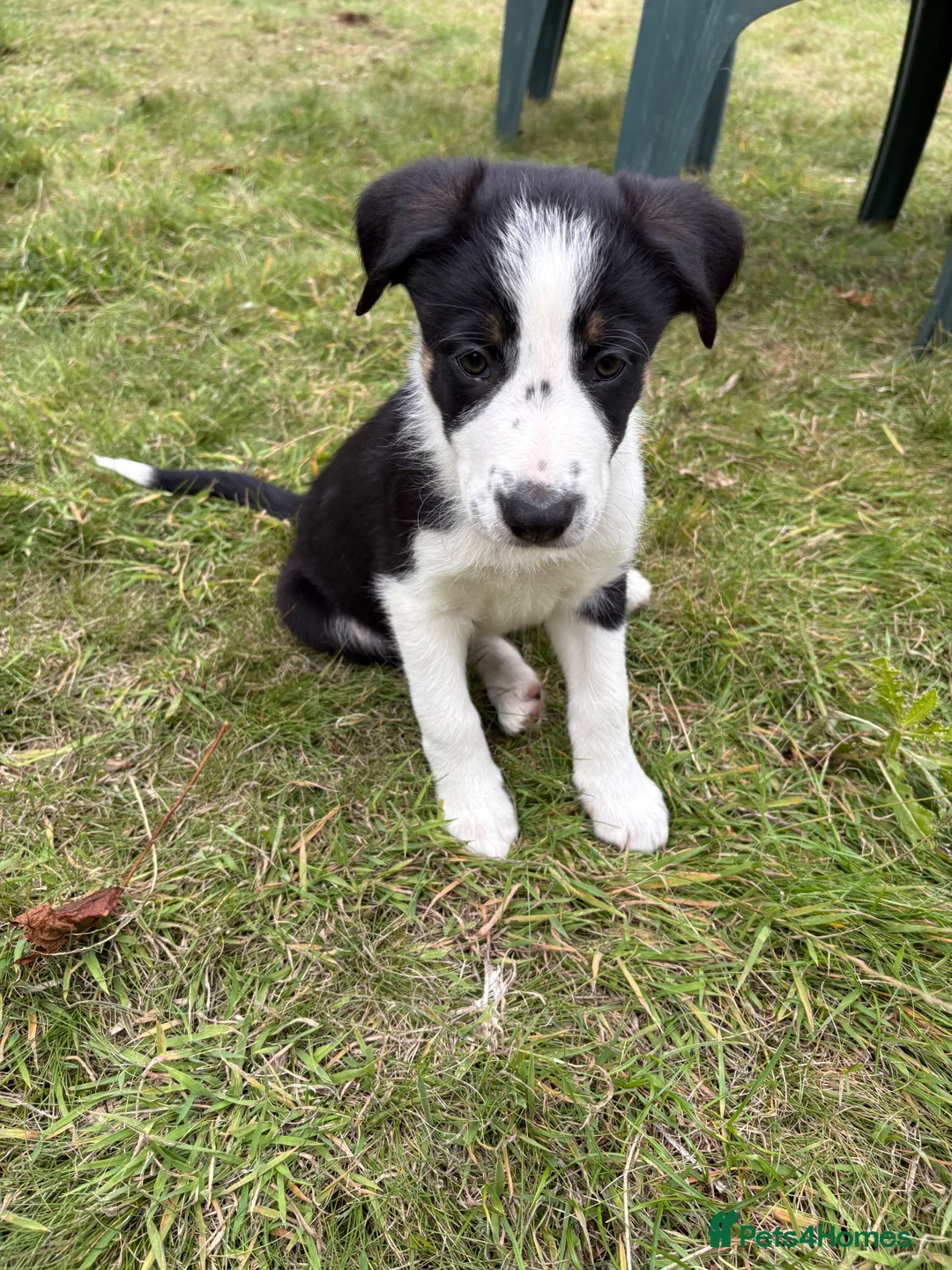 Border Collie dogs for sale: Border Collie puppies  - Advert 12