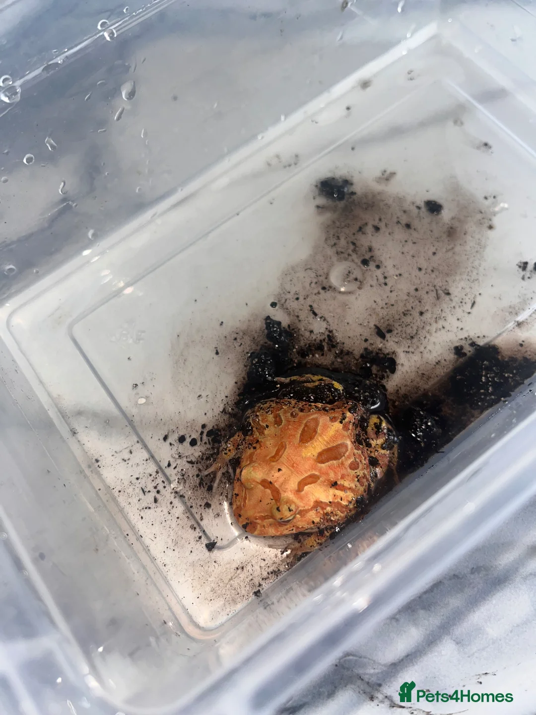 Mixed Breed invertebrates for sale: PAC-MAN frog  - Advert 2