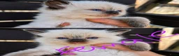 Ragdoll cats for sale: PURE RAGDOLL KITTENS AVAILABLE !!! - Advert 4