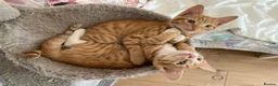 British Shorthair cats for sale: Beautiful kittens ready for loving homes. in London - Advert 9
