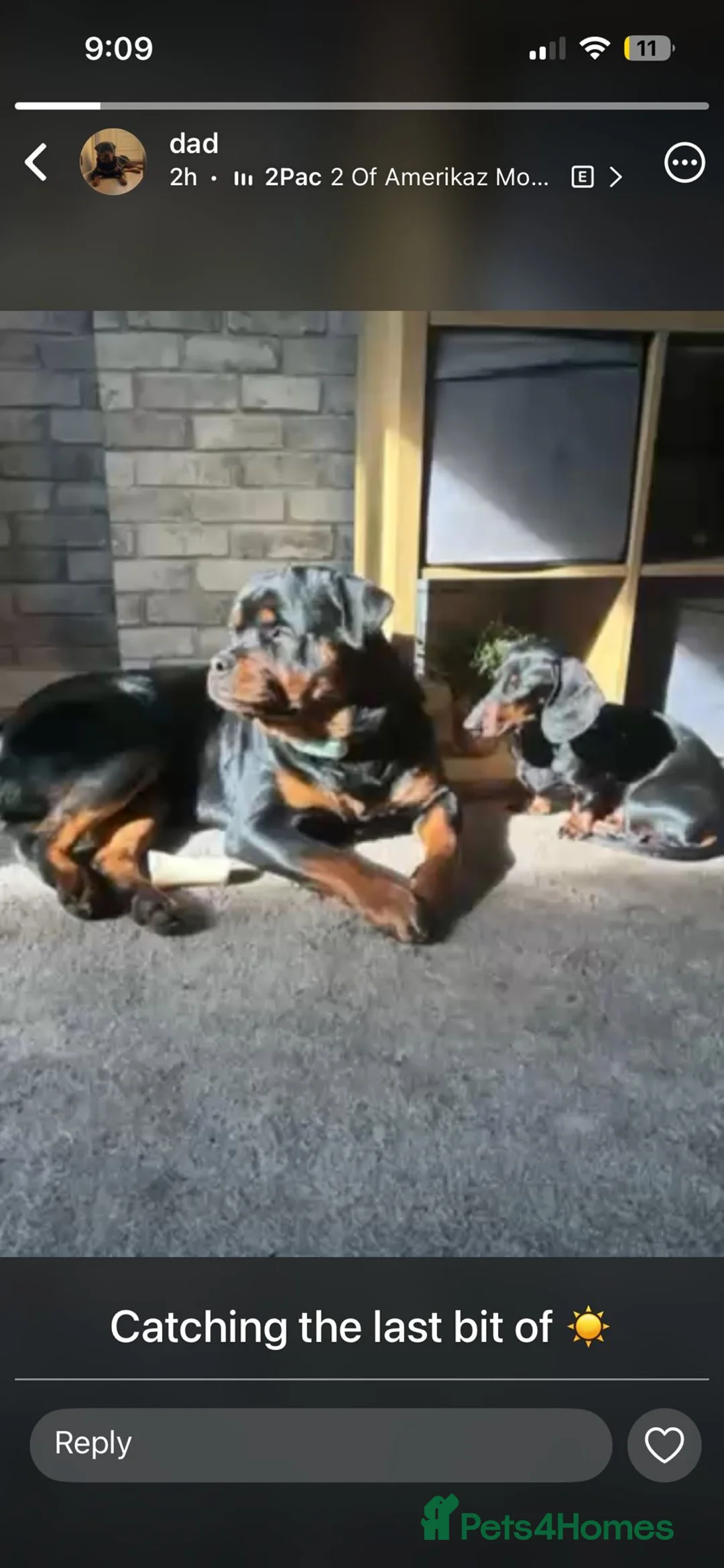 Miniature Dachshund dogs for sale: Rehoming due to change in circumstances  in Cardiff - Advert 2