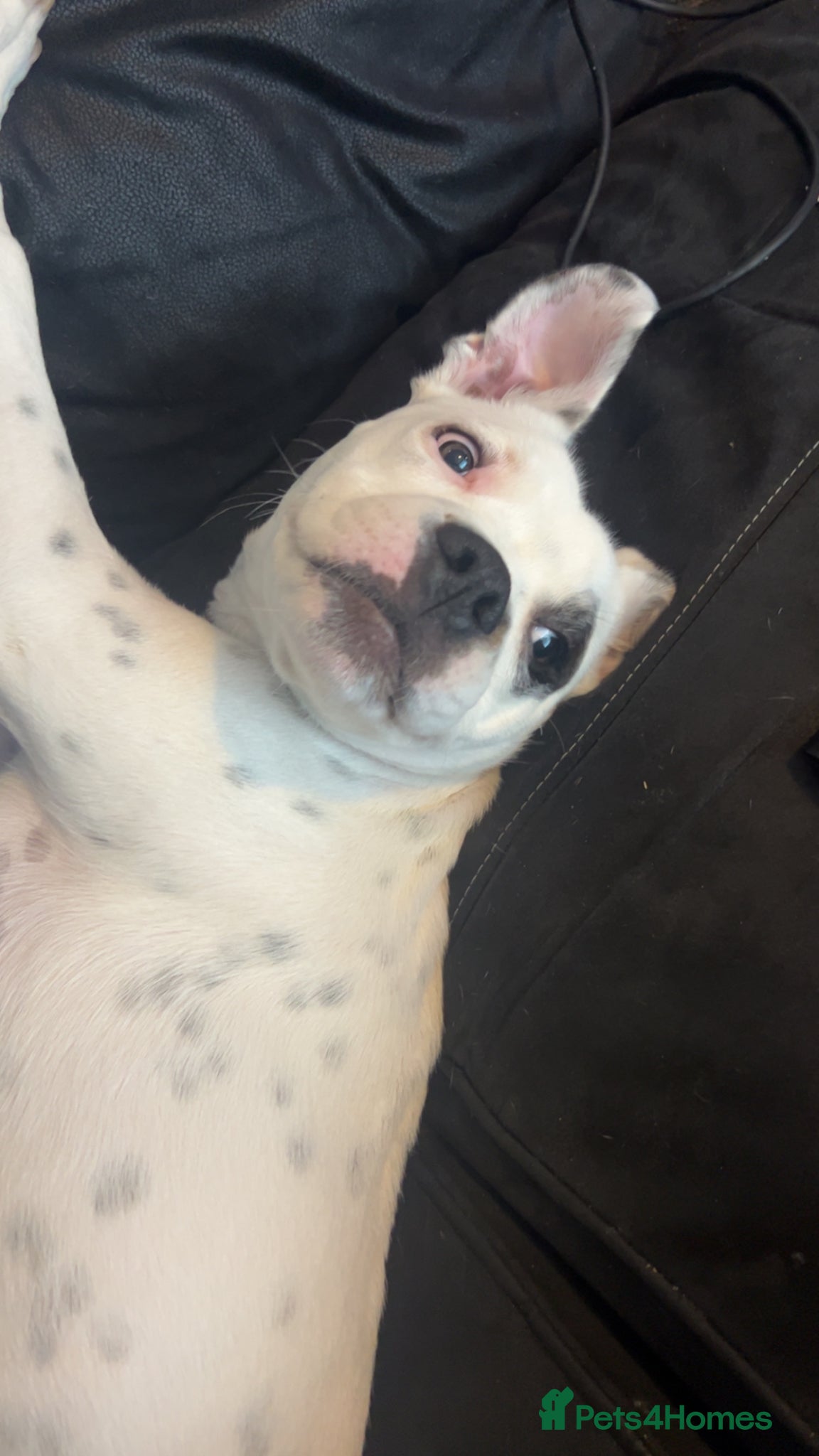 Mixed Breed dogs Ace 1 years old  - Advert 1