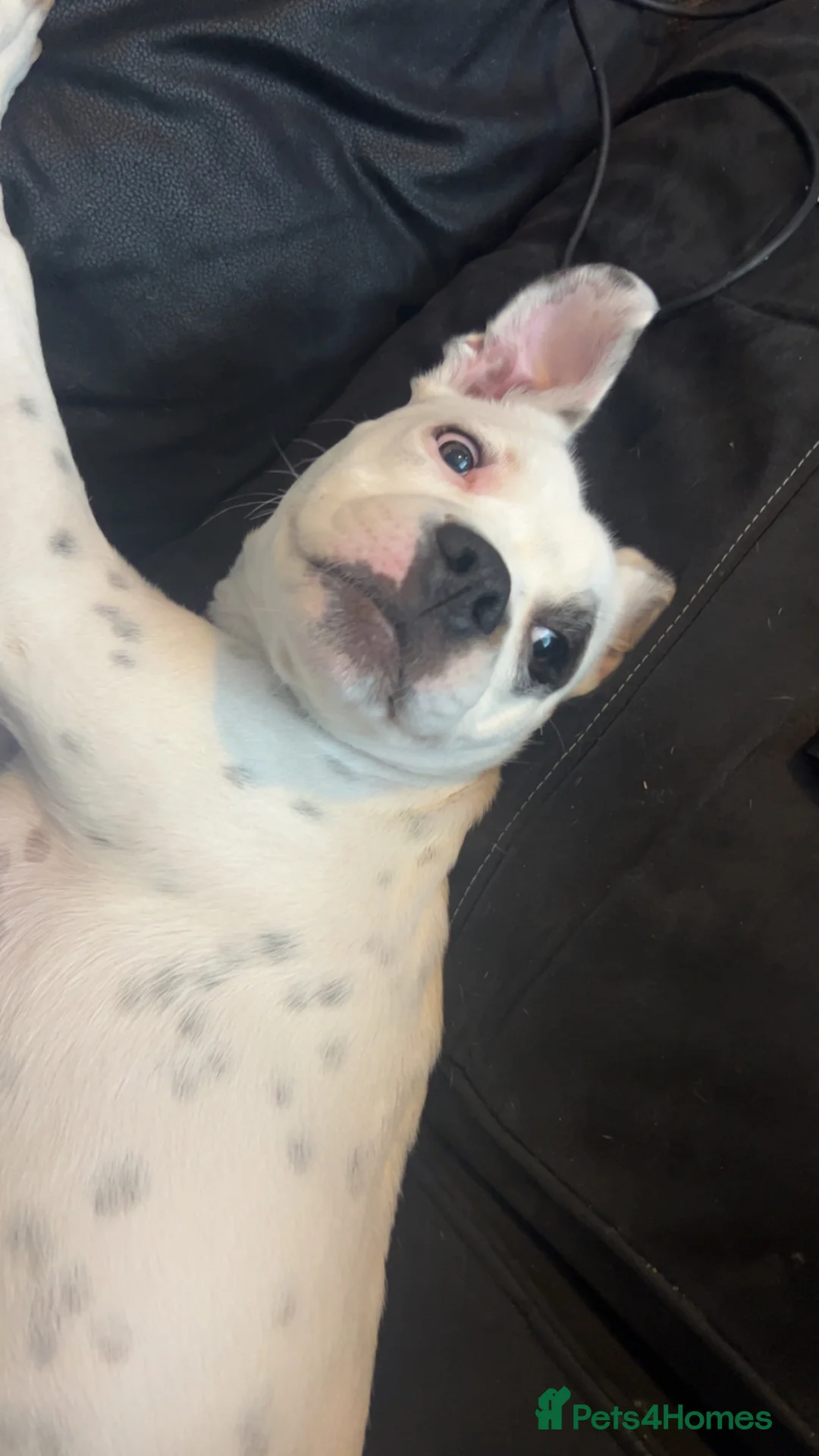 Mixed Breed dogs for sale: Ace 1 years old  - Advert 1