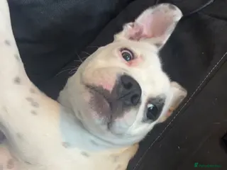 Mixed Breed dogs Ace 1 years old - Advert 1