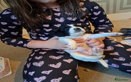 Mixed Breed dogs for sale: Splurcherpoo puppys - Image 11