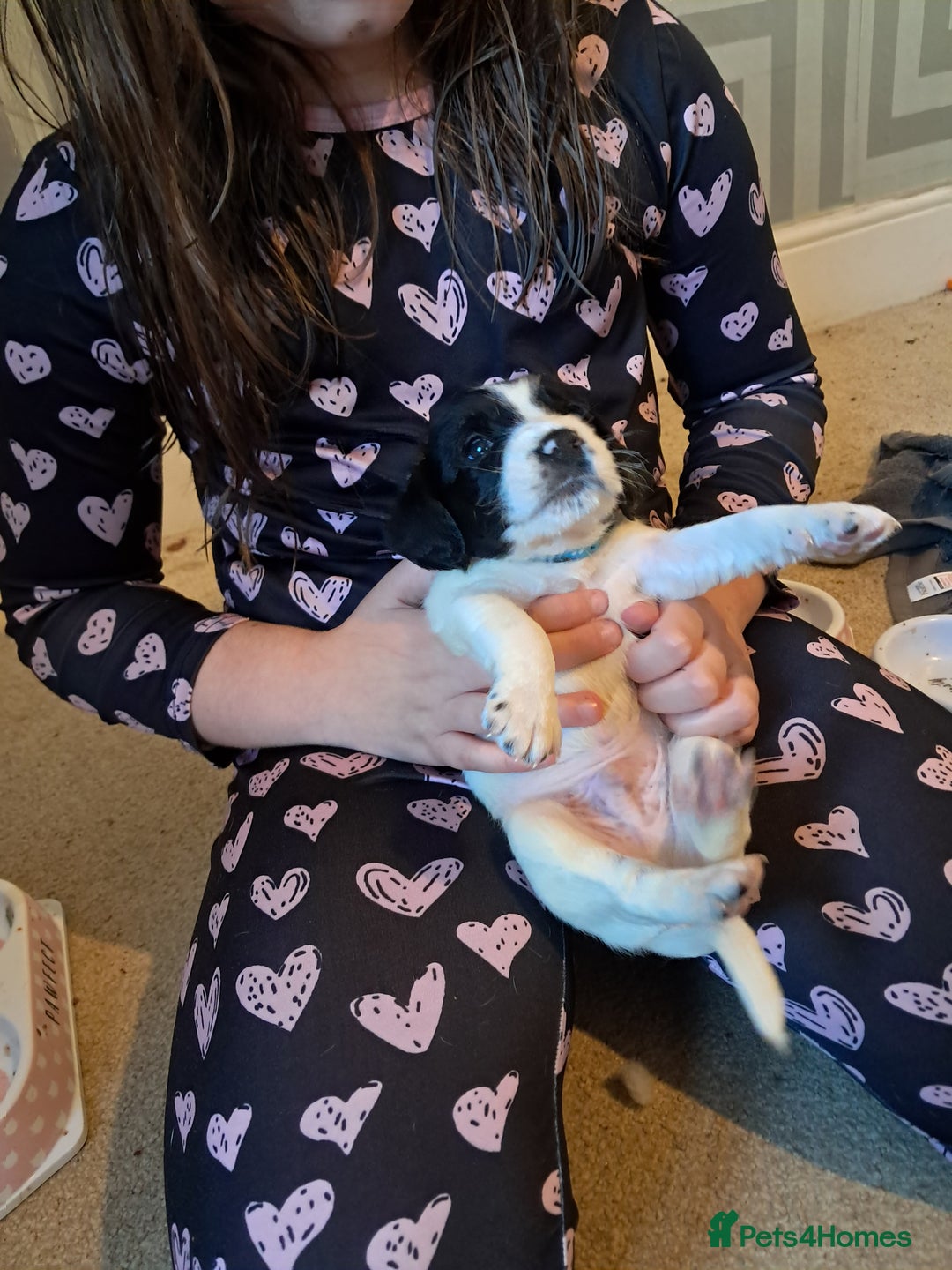 Mixed Breed dogs for sale: Splurcherpoo puppys - Image 11