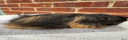 Guinea Pig rodents for sale: Peruvian sows x 2 - Advert 4