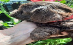 Shihpoo dogs for sale: Chocolate Toy Shipoo pups - Image 7