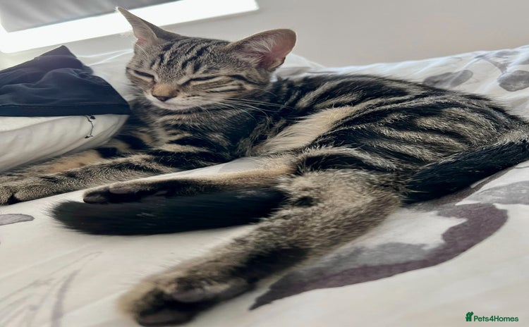 Mixed Breed cats for sale - Advert 2