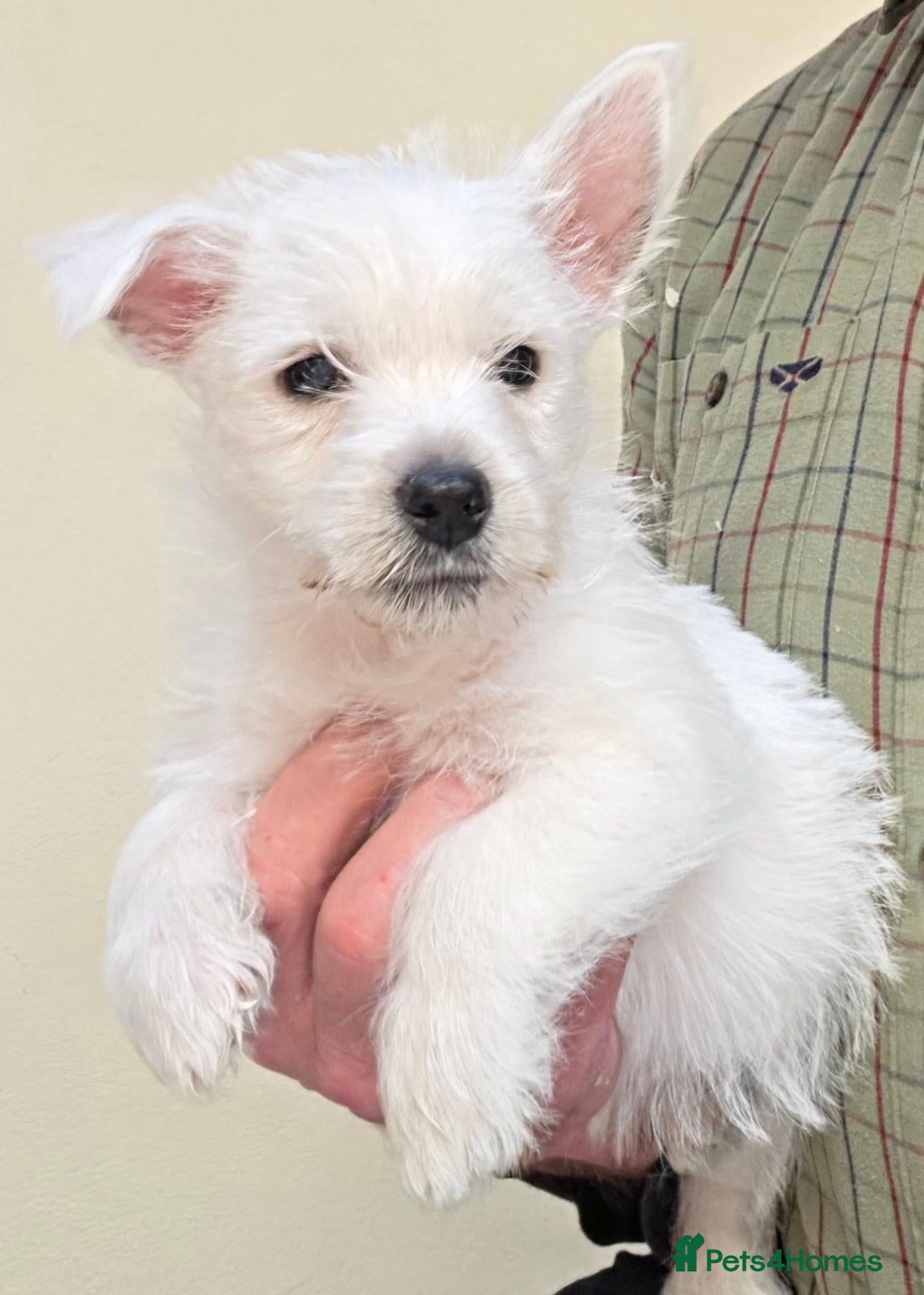 West Highland Terrier dogs KC reg Westie Pups - Advert 2