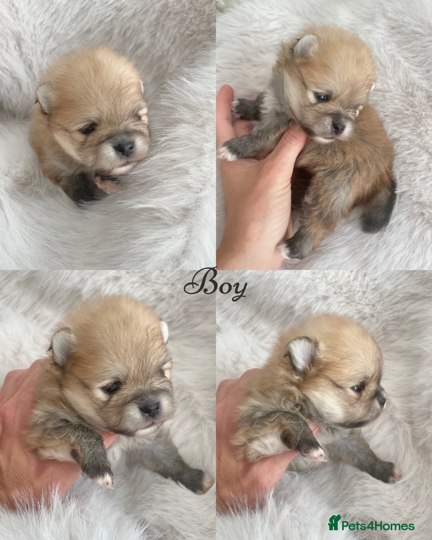 Pomeranian dogs Outstanding KC Tiny baby Poms puppies  - Advert 4