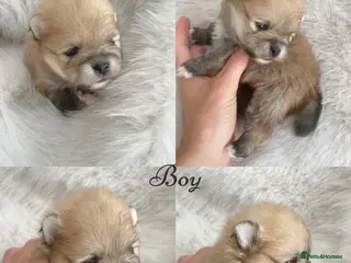 Pomeranian dogs Outstanding KC Tiny baby Poms puppies - Advert 4