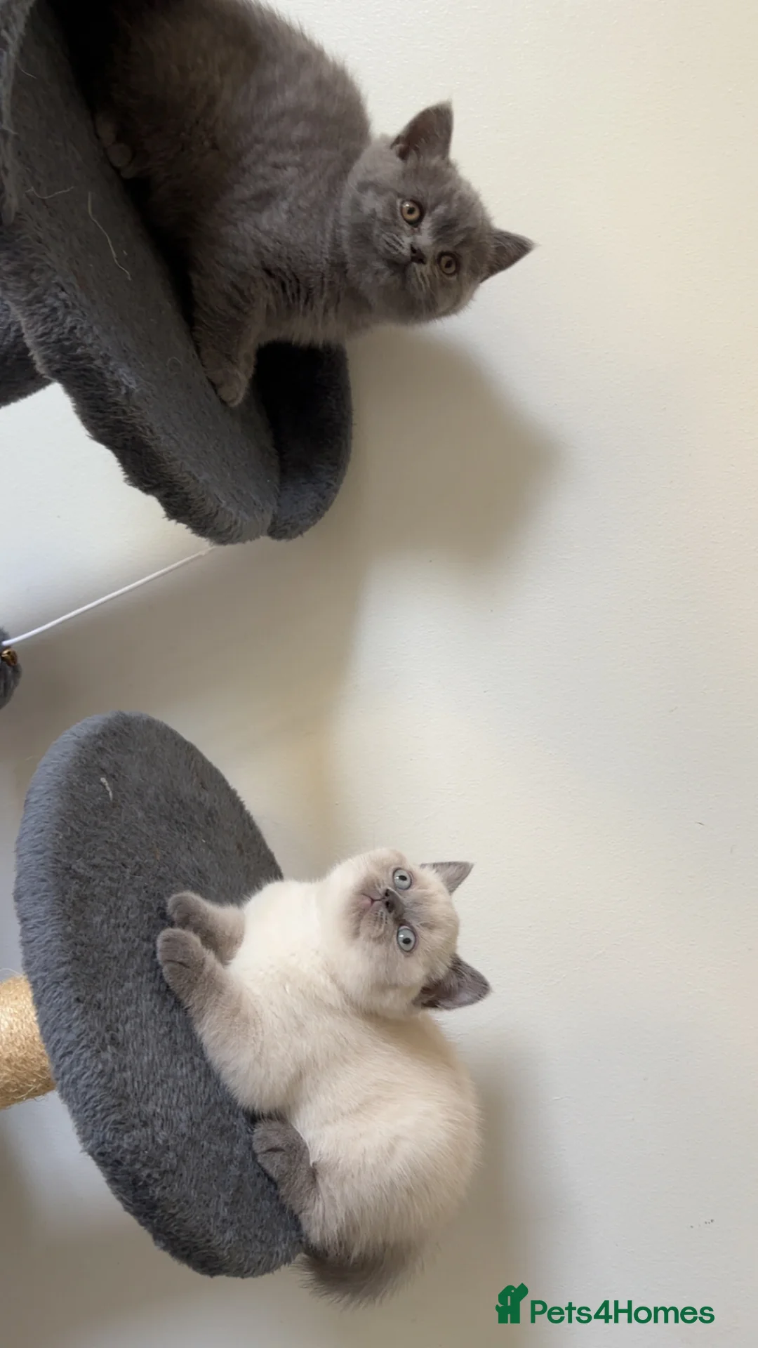 British Shorthair cats for sale: Adorable pedigree British shorthairs  - Advert 2
