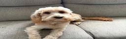 Cockapoo dogs for sale: Cockapoo  - Advert 2