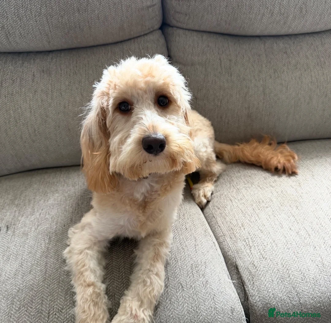 Cockapoo dogs for sale: Cockapoo  - Advert 2