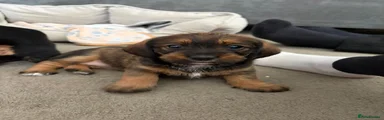Mixed Breed Puppy 2