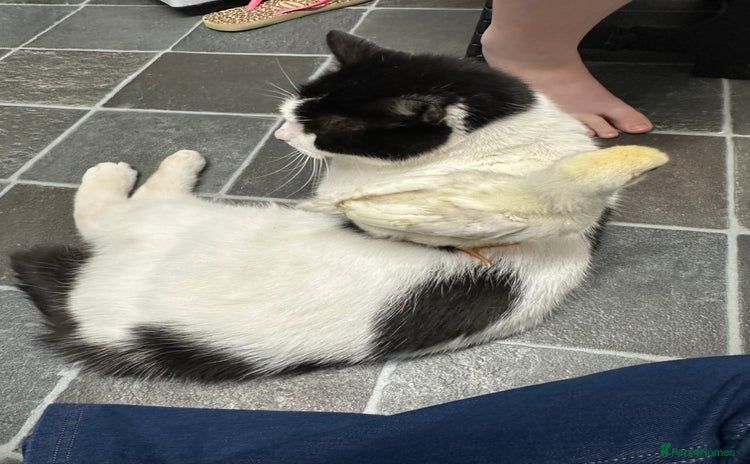Mixed Breed cats for sale - Advert 1