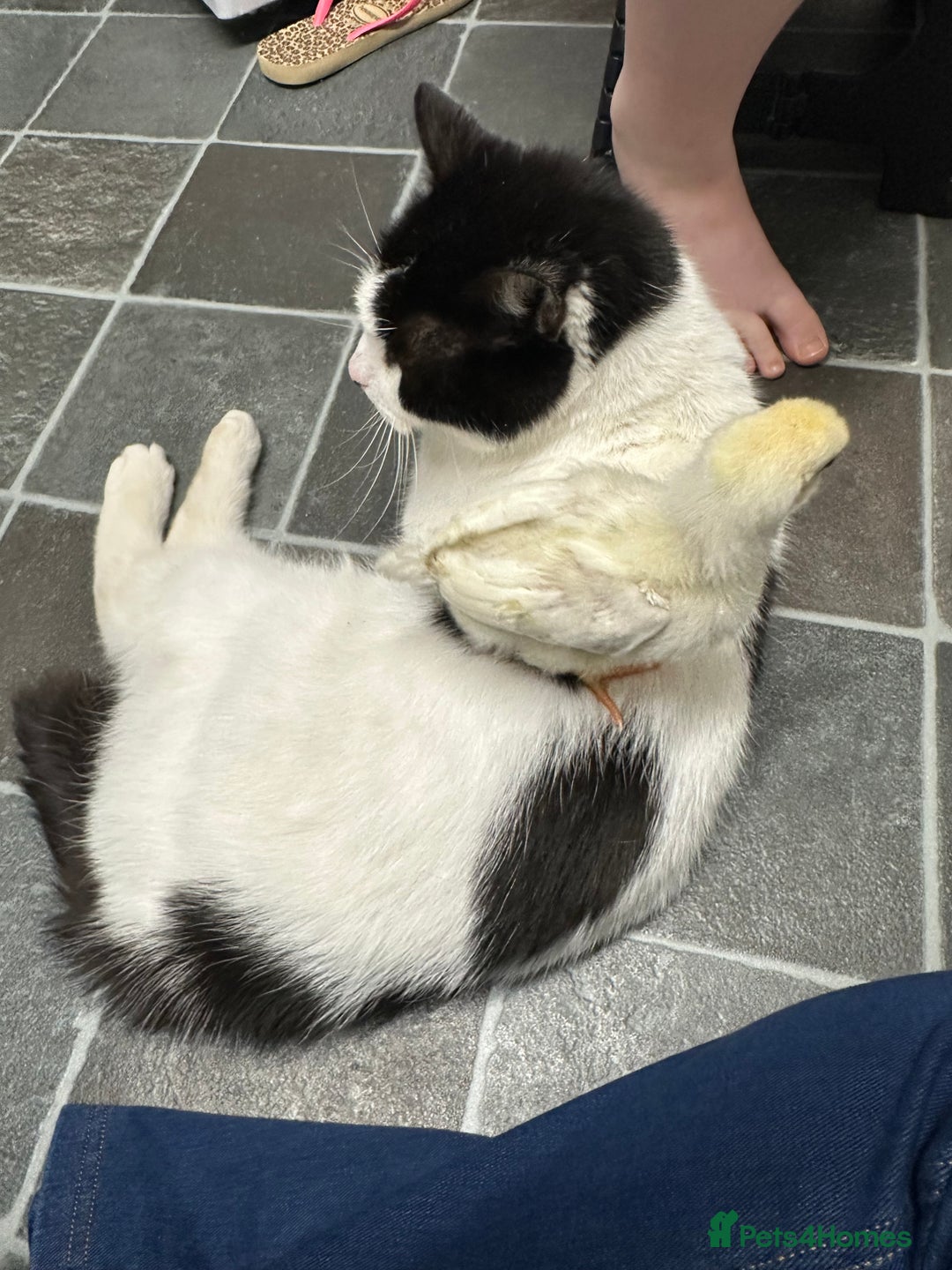 Mixed Breed cats for sale: Can you give Dennis a loving home? - Image 1