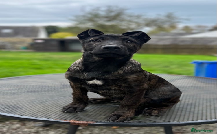 Mixed Breed dogs - Advert 15