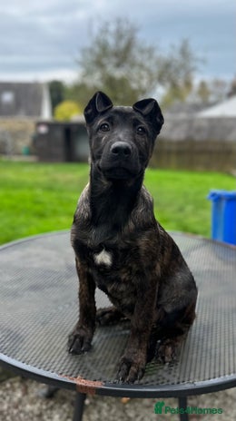 Mixed Breed dogs - Advert 15