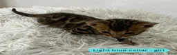 Bengal cats for sale: Luxury 5-Generation-Pedigree Bengal Kittens - Advert 6