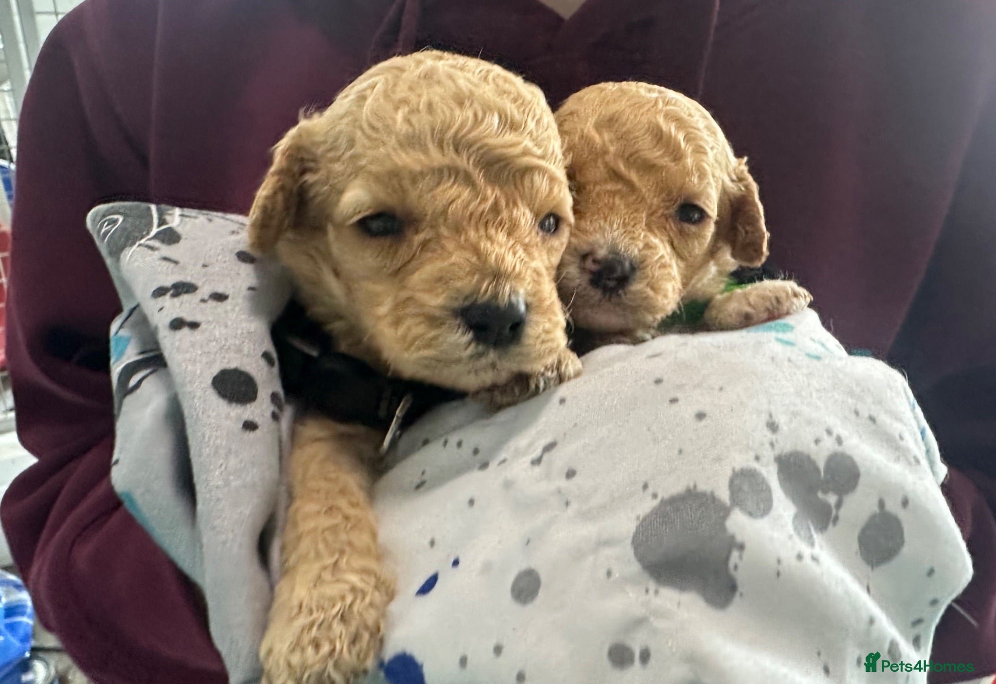 Cockapoo dogs F1b cream and red cockapoos miniature dad - Advert 6