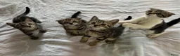 Scottish Fold cats for sale: Our baby girl Scottish Fold x American Wirehair - Advert 7