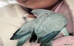 Parrots birds for sale: Silly tame Quakers looking for their forever home  - Image 8
