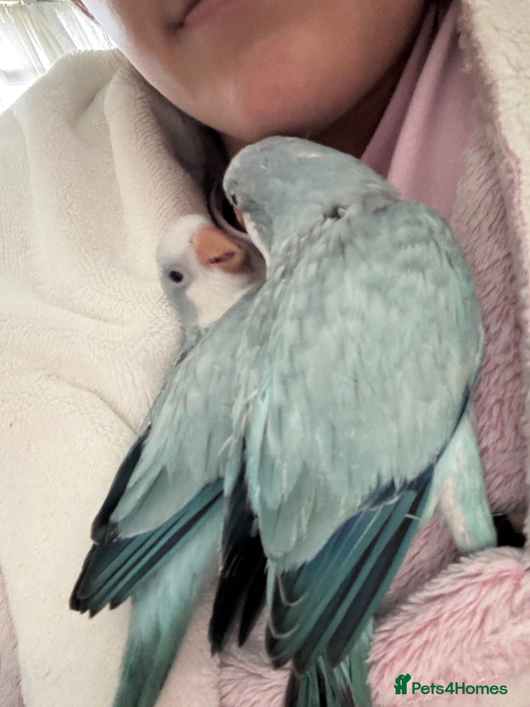 Parrots birds for sale: Silly tame Quakers looking for their forever home  - Image 8