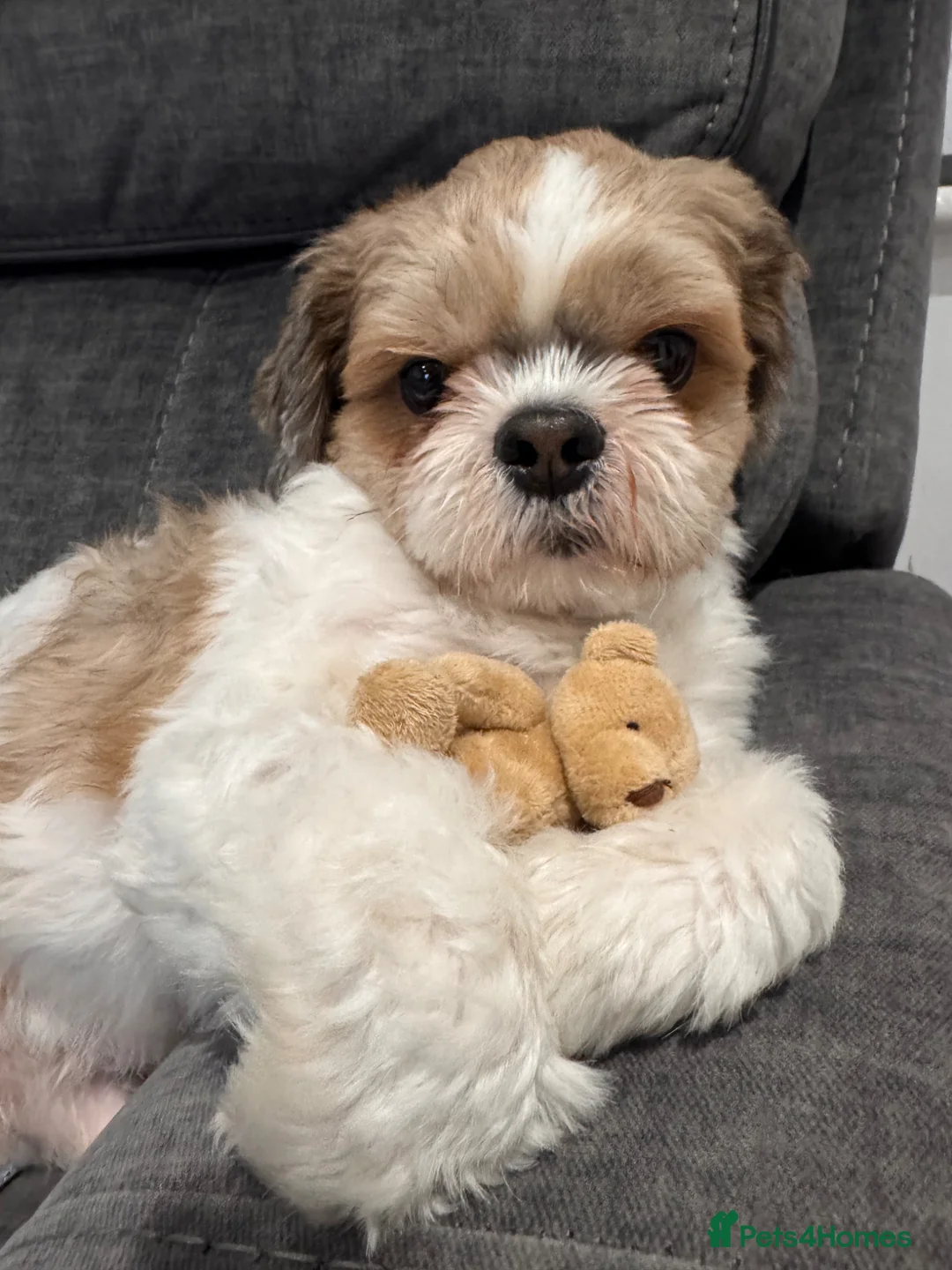 Shih Tzu dogs for stud: 6 year old Male Shih Tzu, available for stud - Advert 2