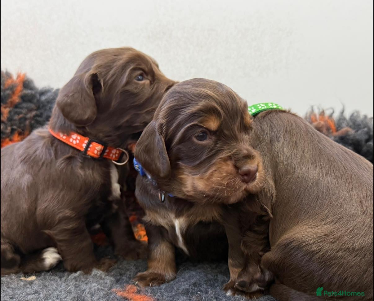 Cocker Spaniel dogs stunning chocolate and tri kc cocker spaniels - Advert 3