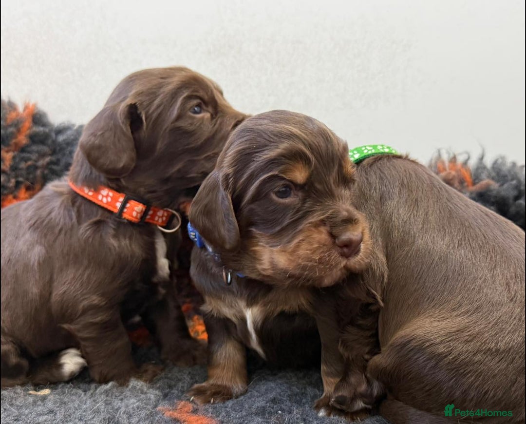 Cocker Spaniel dogs for sale: stunning chocolate and tri kc cocker spaniels - Advert 1