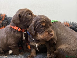 Cocker Spaniel dogs stunning chocolate and tri kc cocker spaniels - Advert 3