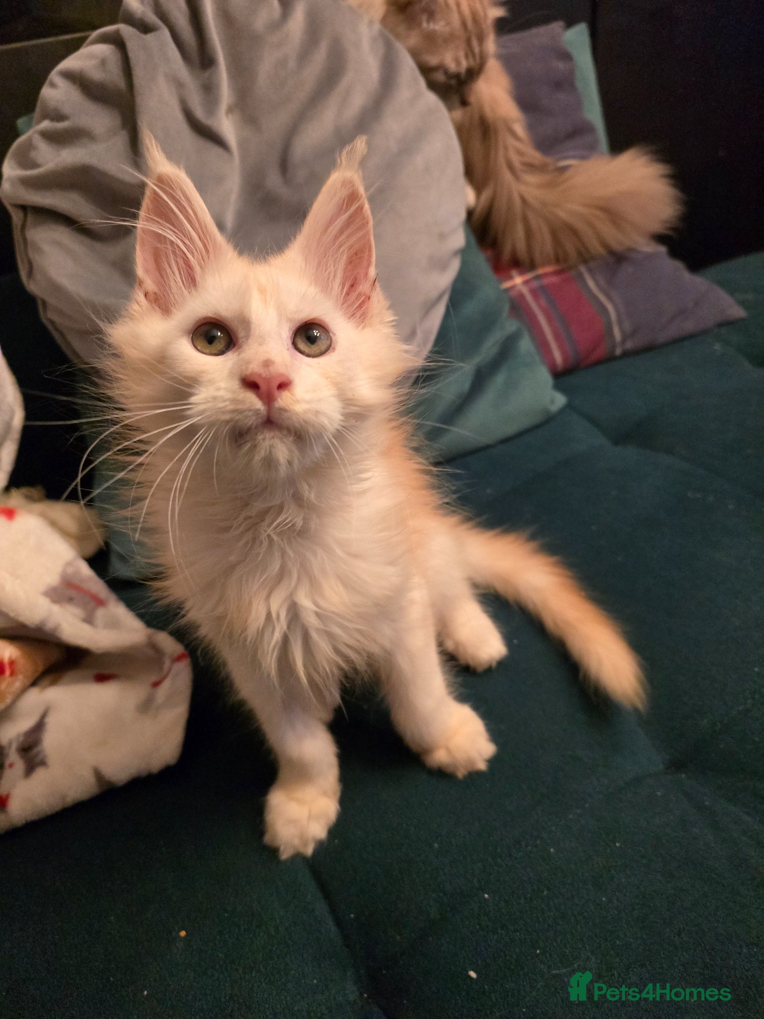 Maine Coon cats Ready now Maine Coon x2 boys - Advert 2