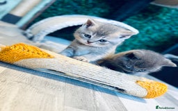 British Shorthair cats for sale: British shorthair kittens  - Image 5