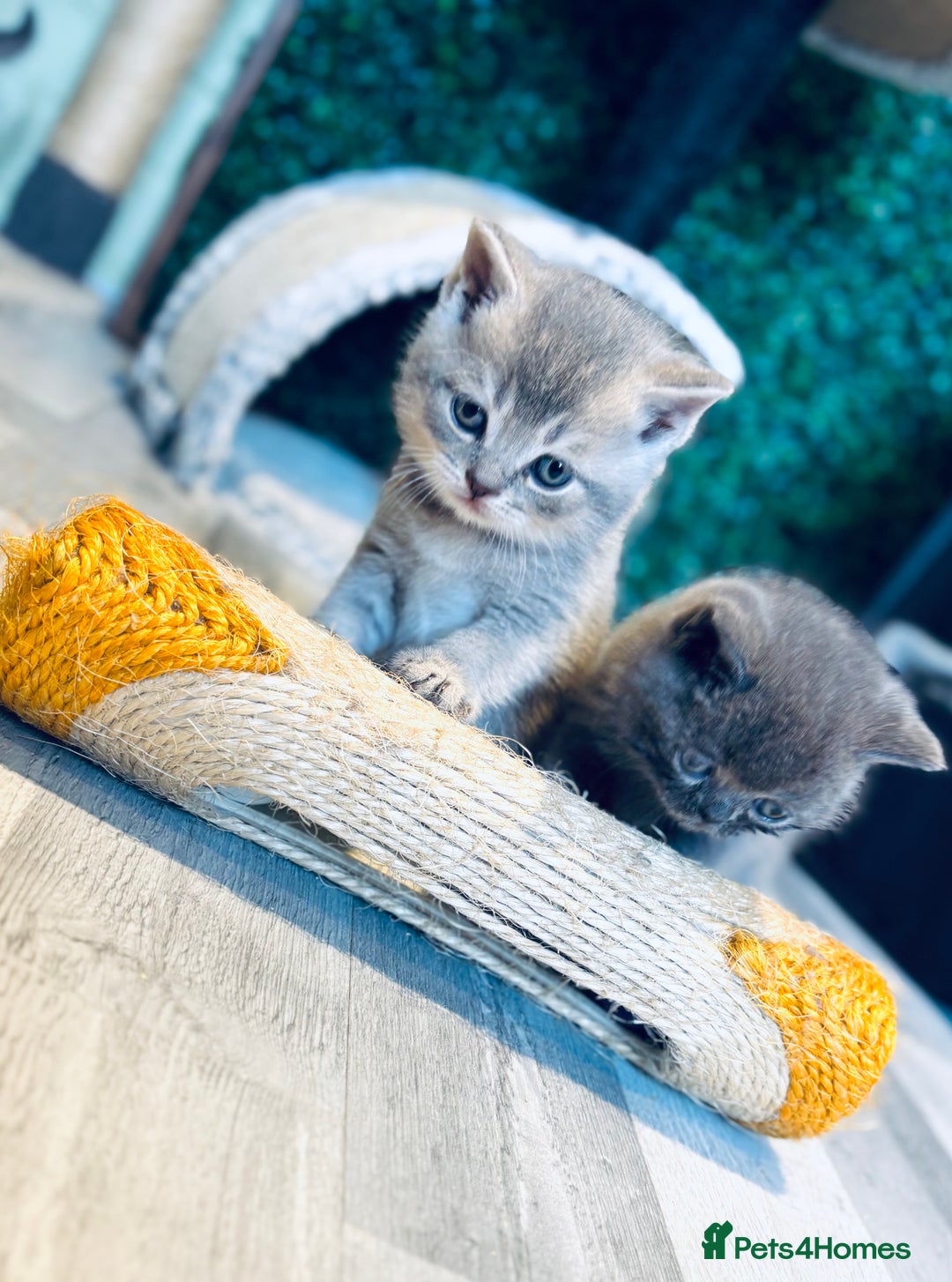 British Shorthair cats for sale: British shorthair kittens  - Image 5