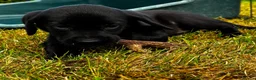 Labrador Retriever dogs for sale: KC Reg Puppies, FTCH Bred with versatility in mind - Advert 12