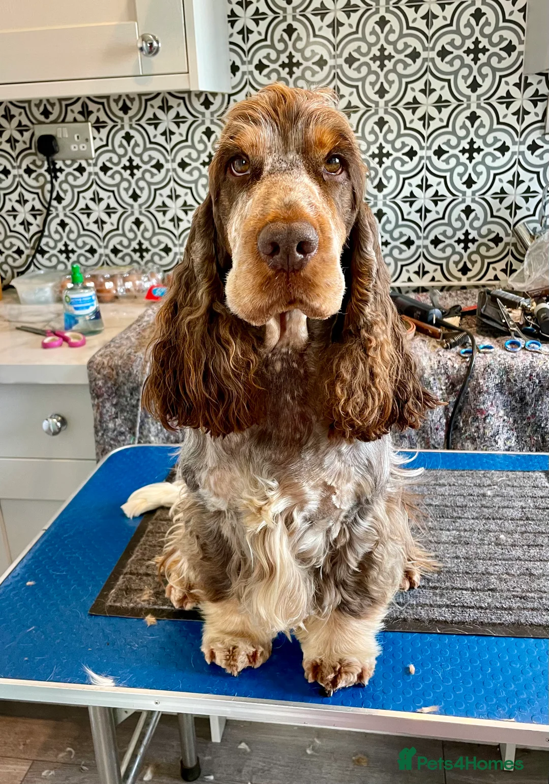 Cocker Spaniel dogs for stud: KC REG SHOW COCKER SPANIEL STUD in Gosport - Advert 32