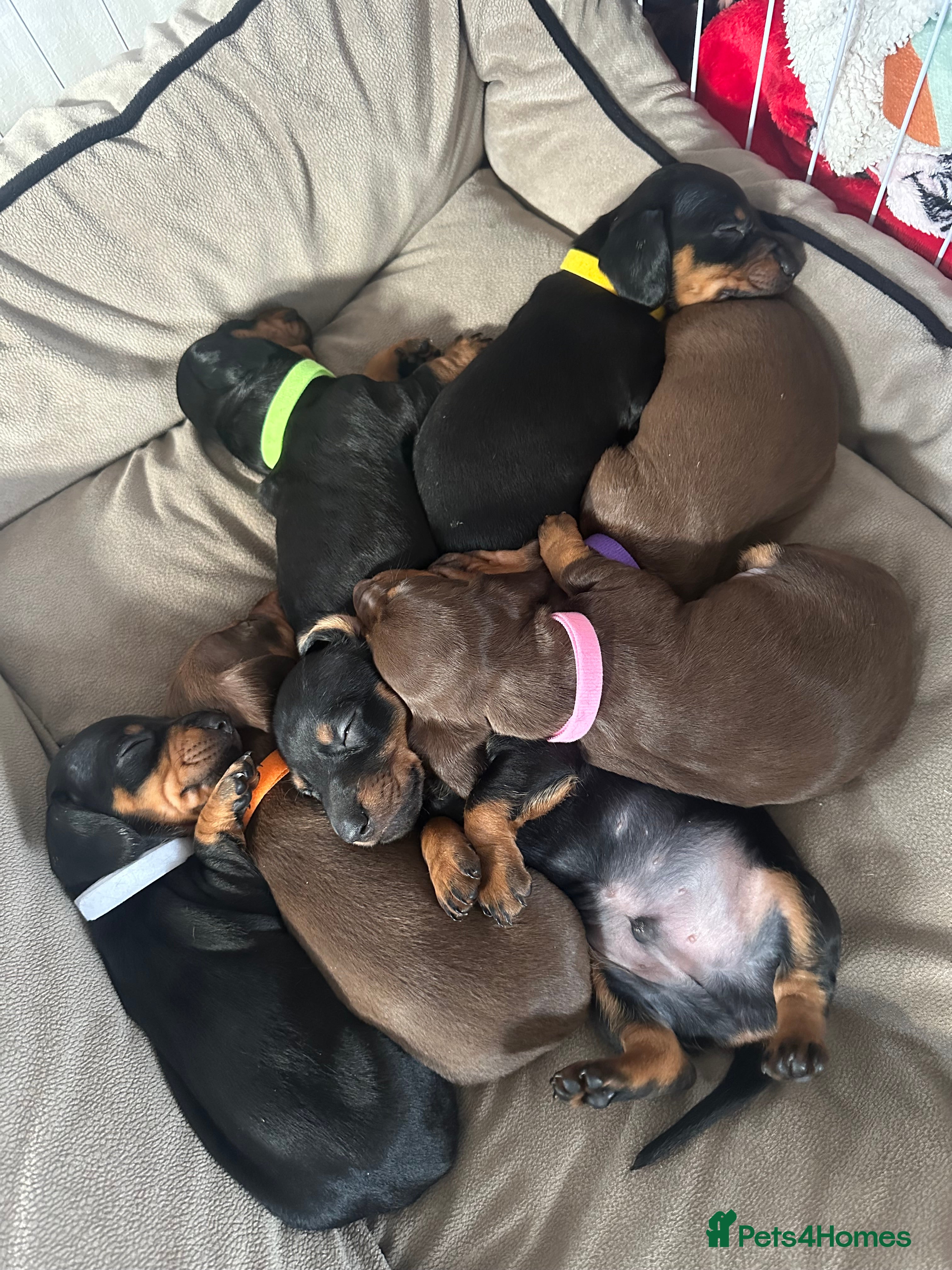 Dachshund dogs Dachshund puppies  - Advert 18