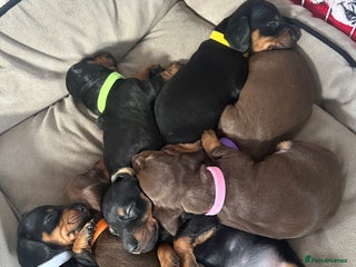 Dachshund dogs Dachshund puppies - Advert 19