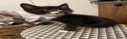 Mixed Breed cats for sale: Adorable Kittens for Sale – Used to Dogs 🐱❤️ - Advert 3