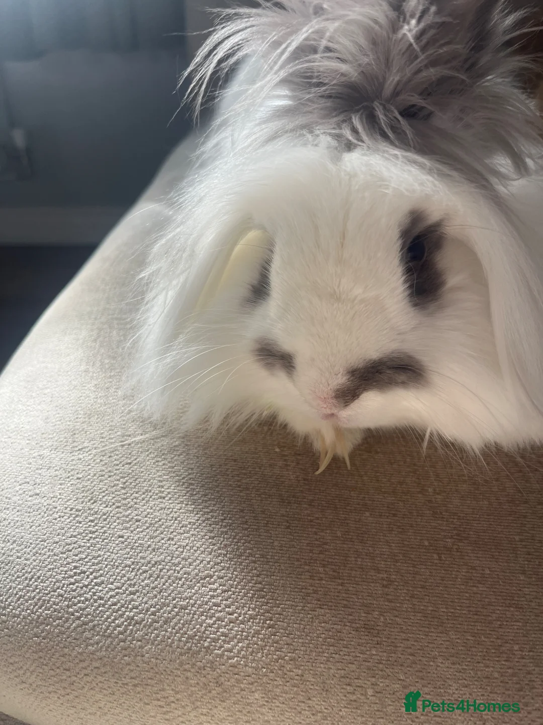 Mixed Breed rabbits for sale: Rabbit for sale in Essex  in Colchester - Advert 3