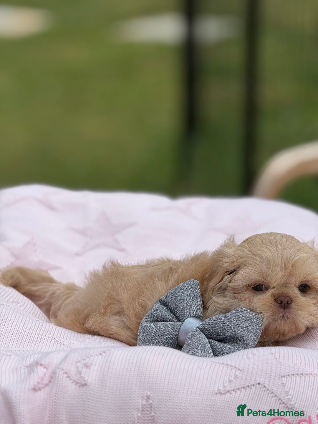 Shih Tzu dogs for sale: Stunning tiny imperial karashishi puppies - Image 6