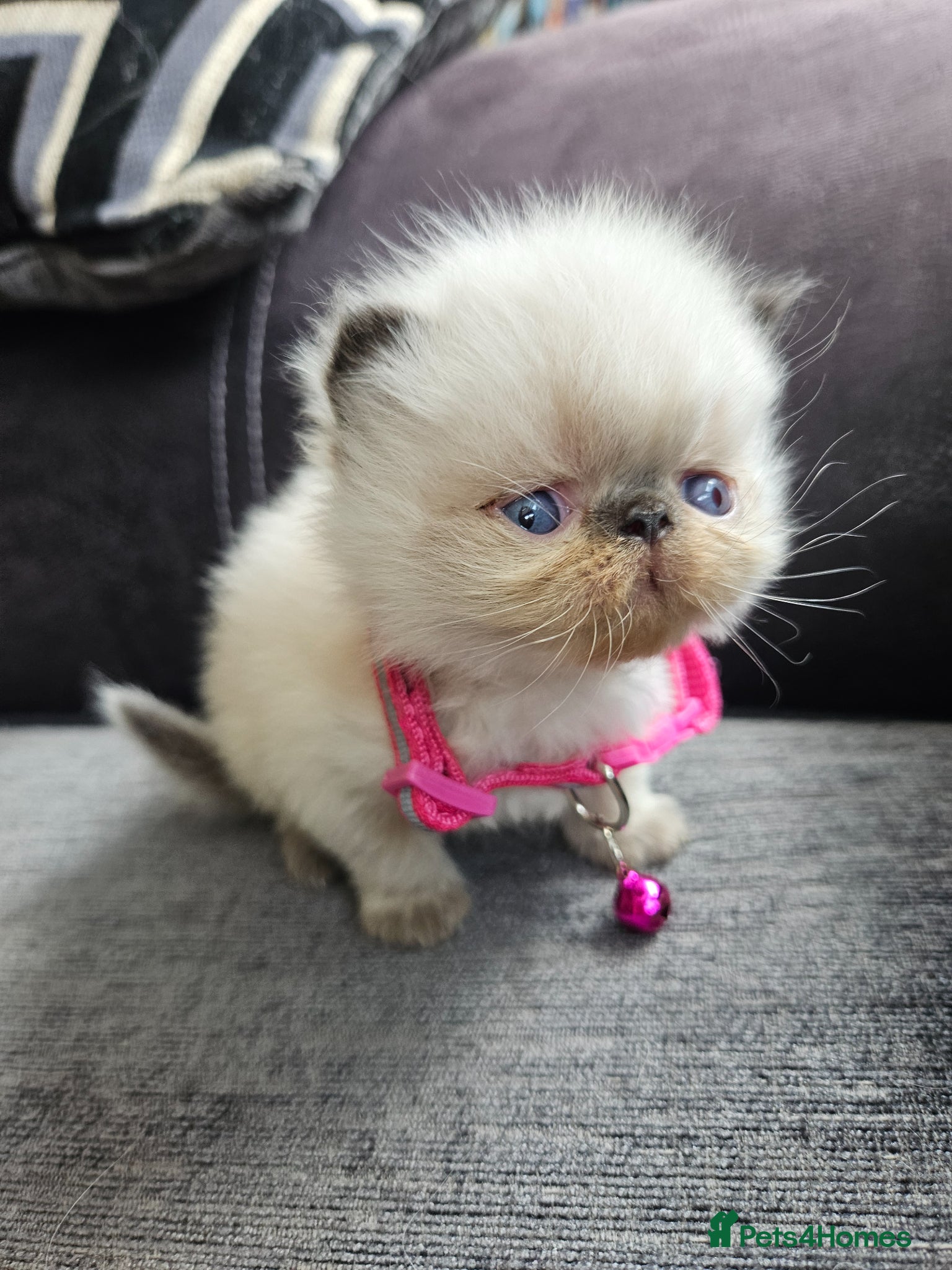 Persian cats 😻Stunning Pedigree Persian Kittens😻  - Advert 17