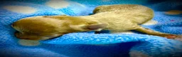 Chihuahua dogs for sale: Tiny stunning Russian Chihuahua’s   - Advert 10