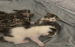 Mixed Breed cats for sale: Beautiful patched tabbies looking for homes  - Image 4