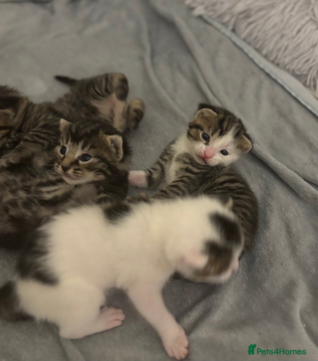 Mixed Breed cats for sale: Beautiful patched tabbies looking for homes  - Image 4